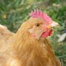ChickenLady2610