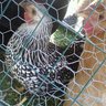Mami Ayam