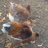 AbbieChicks