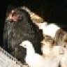 greenwing