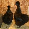ChickenChris