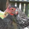 chickennanna