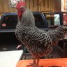 Bestchickens
