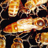 1QueenBee