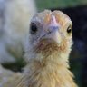 SummerChicken