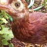 Chicken Mommy