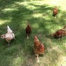 hanginwithpeeps