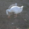 Precious goose