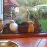 WickmoorBantams