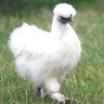 countrychickie1