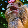 RuffledChix