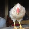 Chicken Girl123