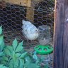 CarbonHen30