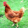 chickman8