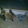 majels chickens