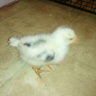 chicklady2012