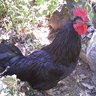 my chickens