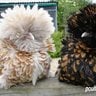 bantam fan