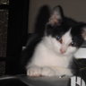 QueenieCat