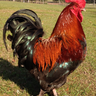 mom3coop