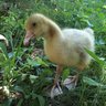 Fredythegoose