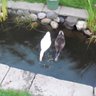 titch and quack
