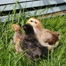 chick chat