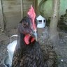 Kentchicks