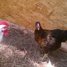 Reddirtchickens