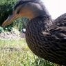 swannyduck