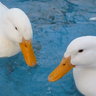 quackerboysinPA