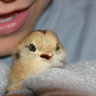 ChickensinSimi