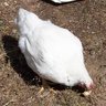 Bosschicken