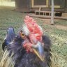 mother clucker