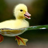 Duckaluck