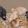 A and D Chicks