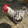 elizabethromas