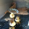 3Ducks