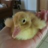 HereDucky