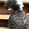 AddCHICKtion