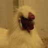 GWpoultymaster