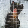Chicks2508