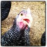 RPFarm