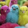 Purple Chicken