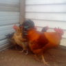 farmerbill