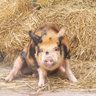Heffer Nite