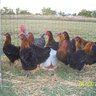 Hubbardchicken