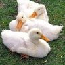duckielover