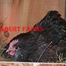 Hurlburt Farms