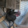 ChickensRock351